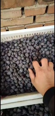 太行山脉无核黑枣