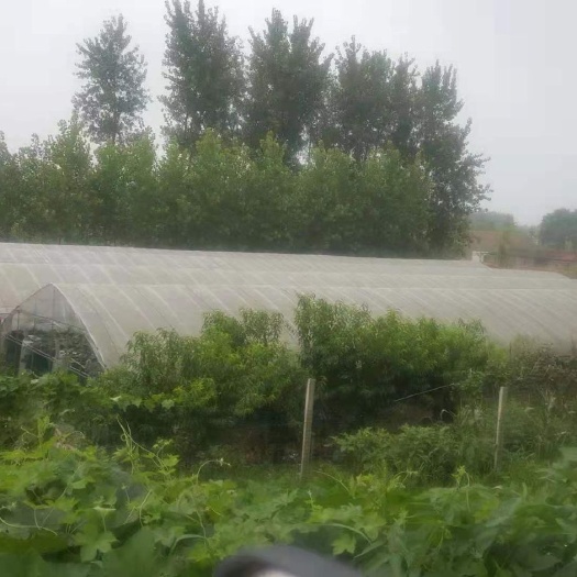 公安县大棚种植的阳光玫瑰葡萄