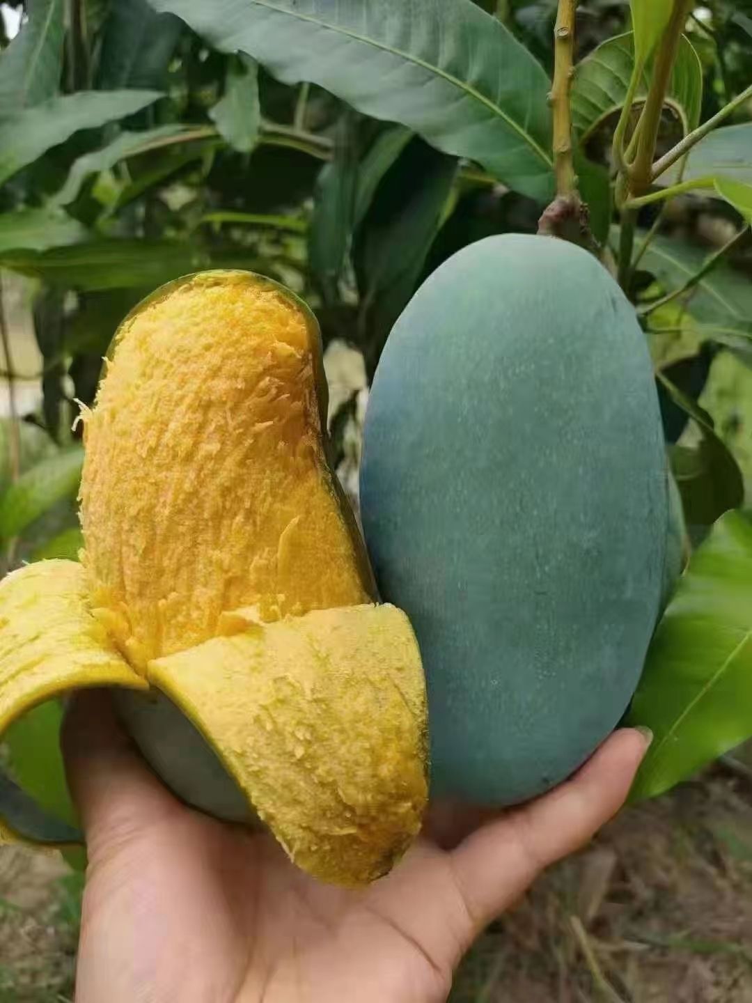 台农芒  广西桂七芒果一件代发