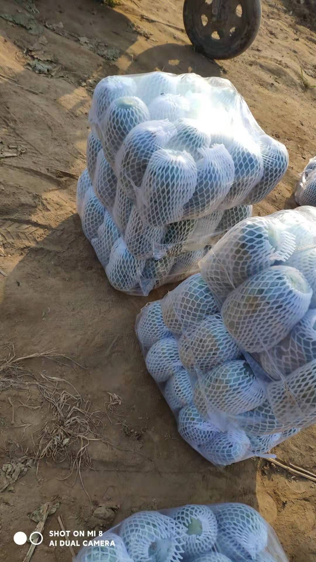河南冬瓜  ，水果吊冬瓜，保质保量，视频看货，线上保障交易。