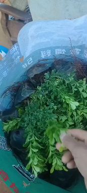  精品米兰