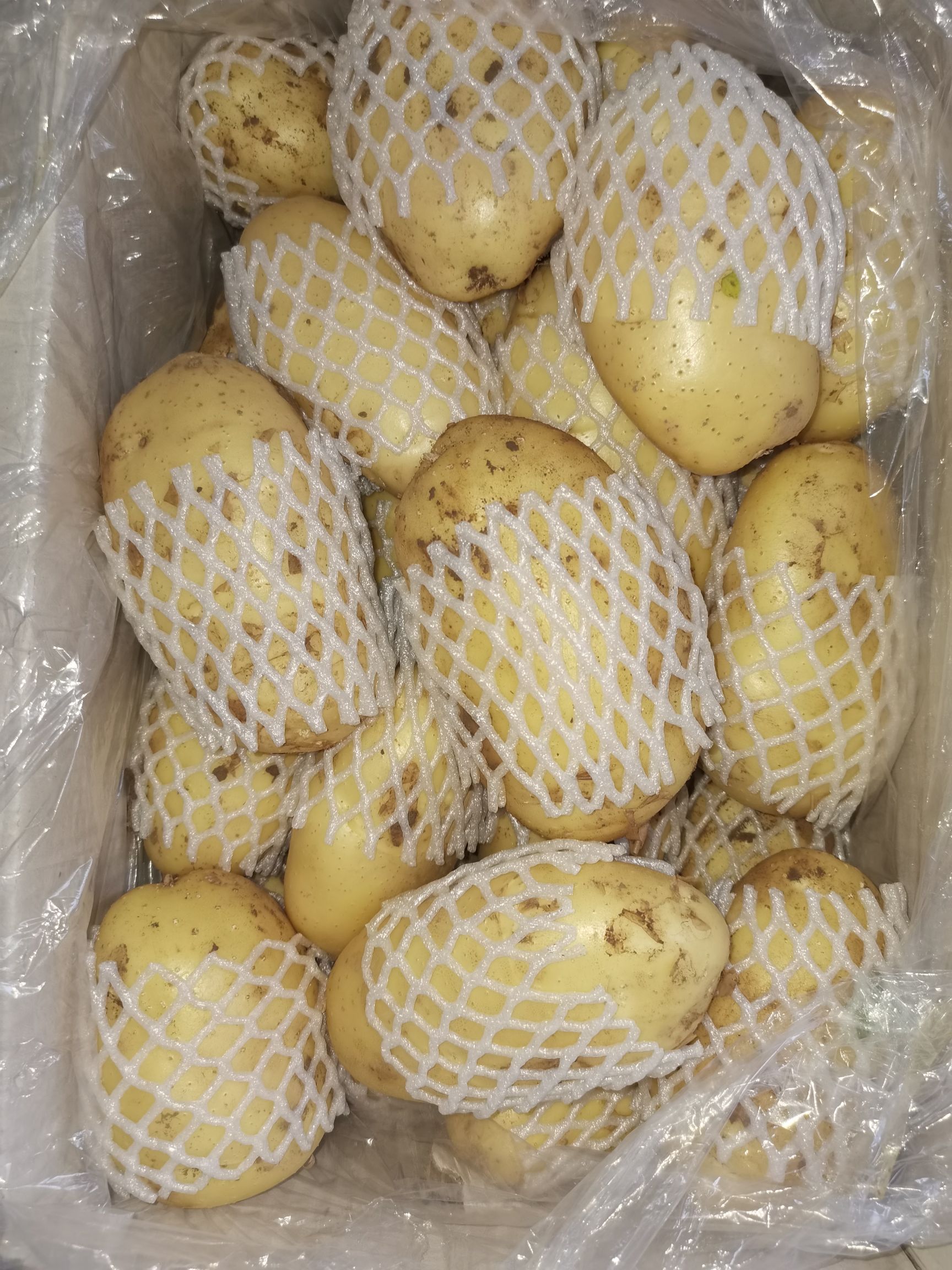 荷兰15  肥城冷库荷兰十五土豆大量供应