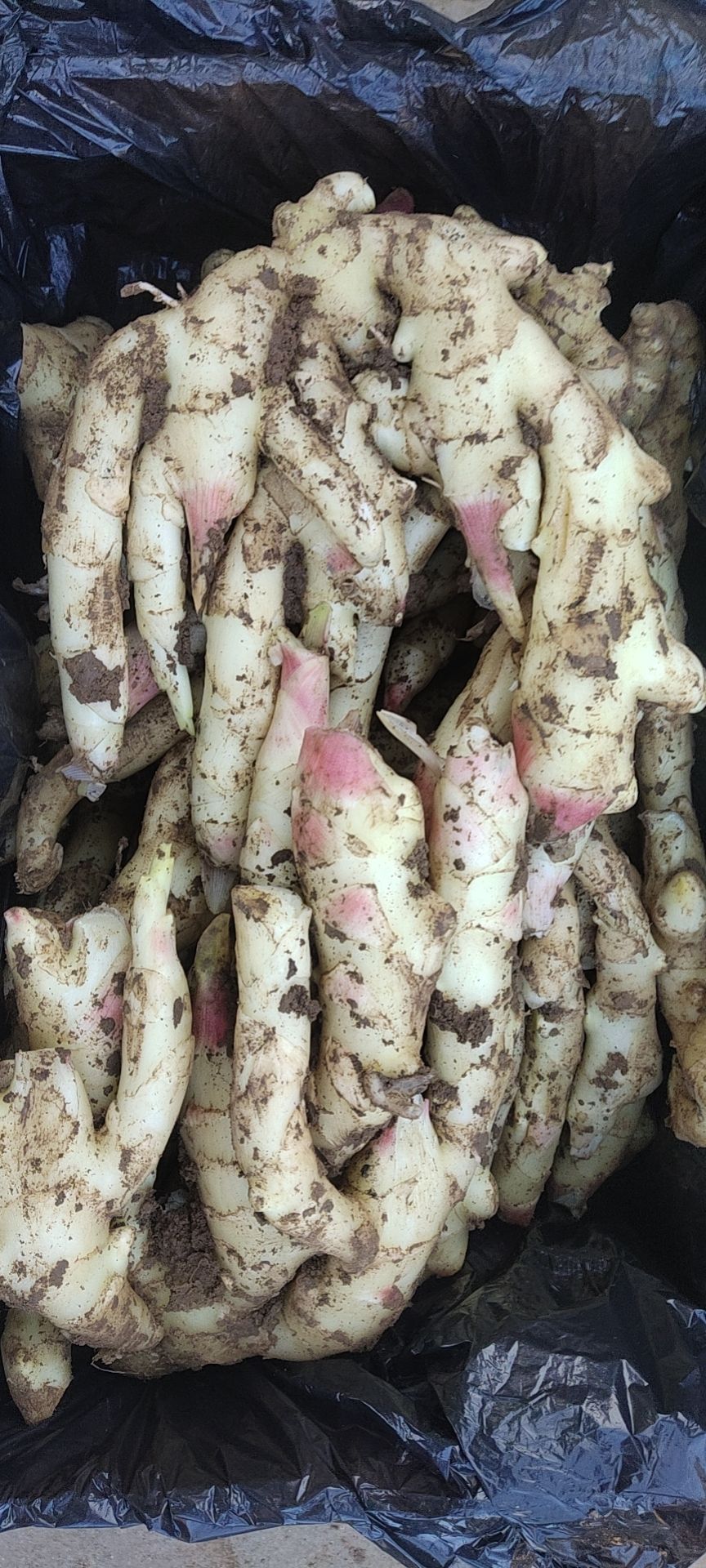 生姜 优质大黄姜产地批发  辣味浓厚块头大 全国物流发货