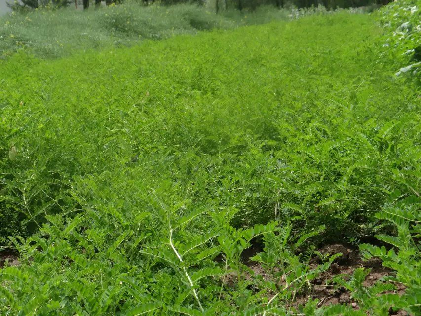 西北特产甘肃黄芪