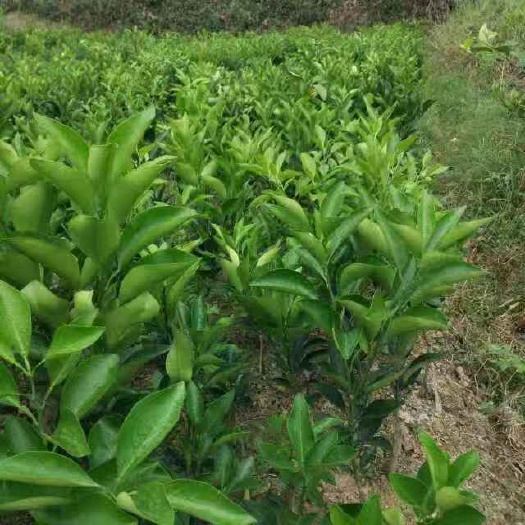 廉江市红江橙苗 橙苗开始供应