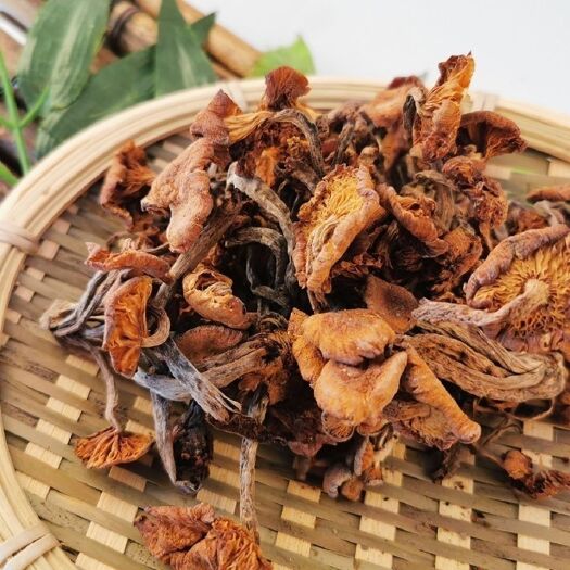南漳县野生青杠菌树秋菌老鹰菌鸡丝菌青冈菌产野生茶树菇蘑菇榛蘑剪根