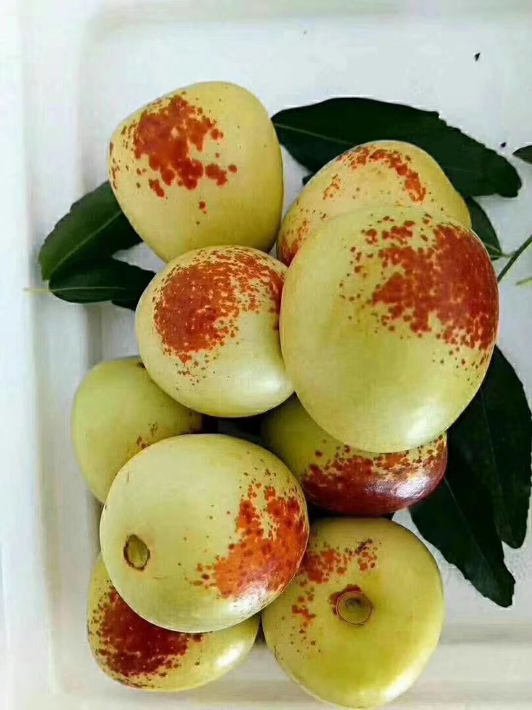 红枣  早熟鲜枣脆甜山东冬枣基地现摘