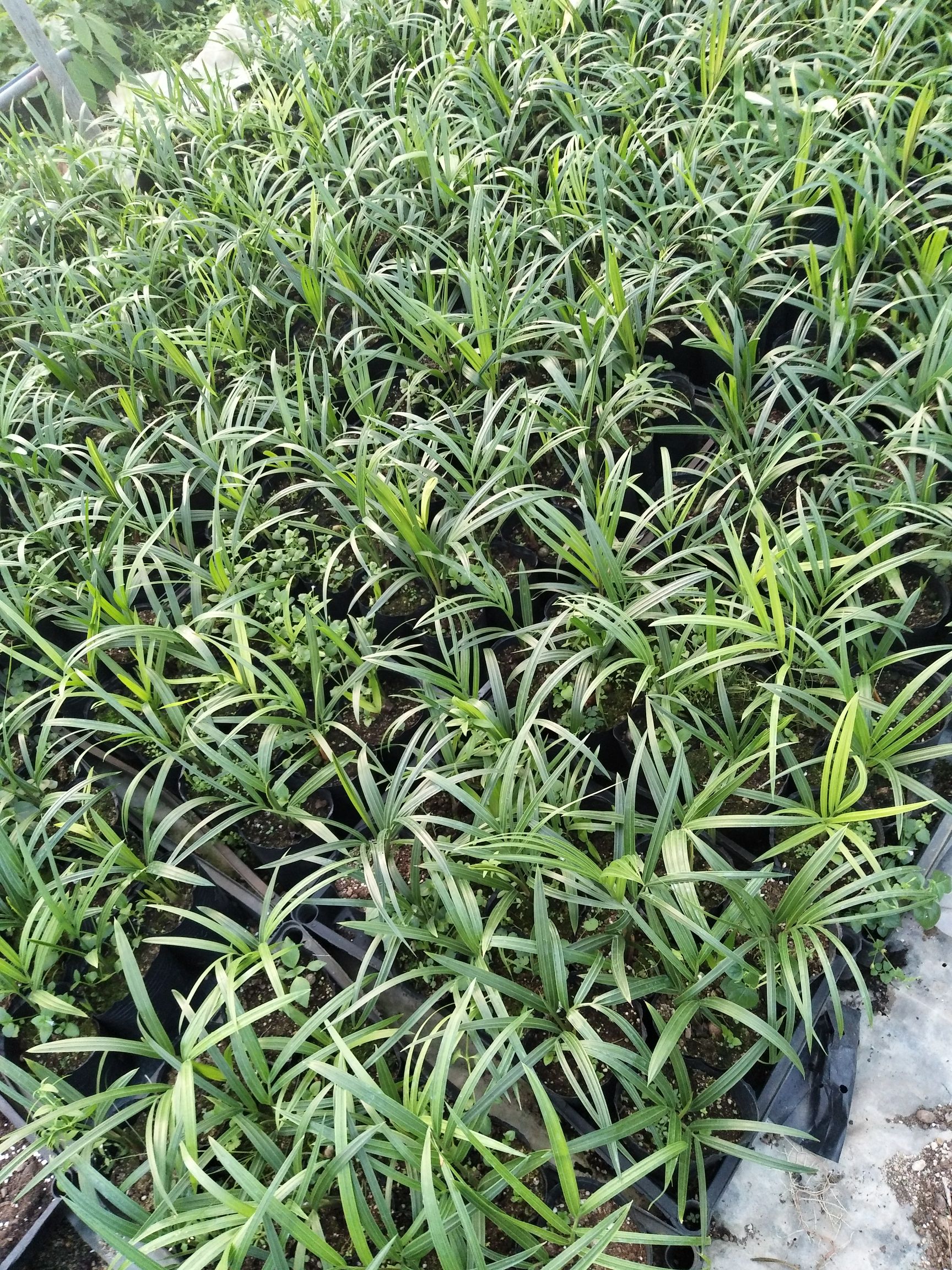 三角椰子苗  棕榈科四季常青园林绿化植物