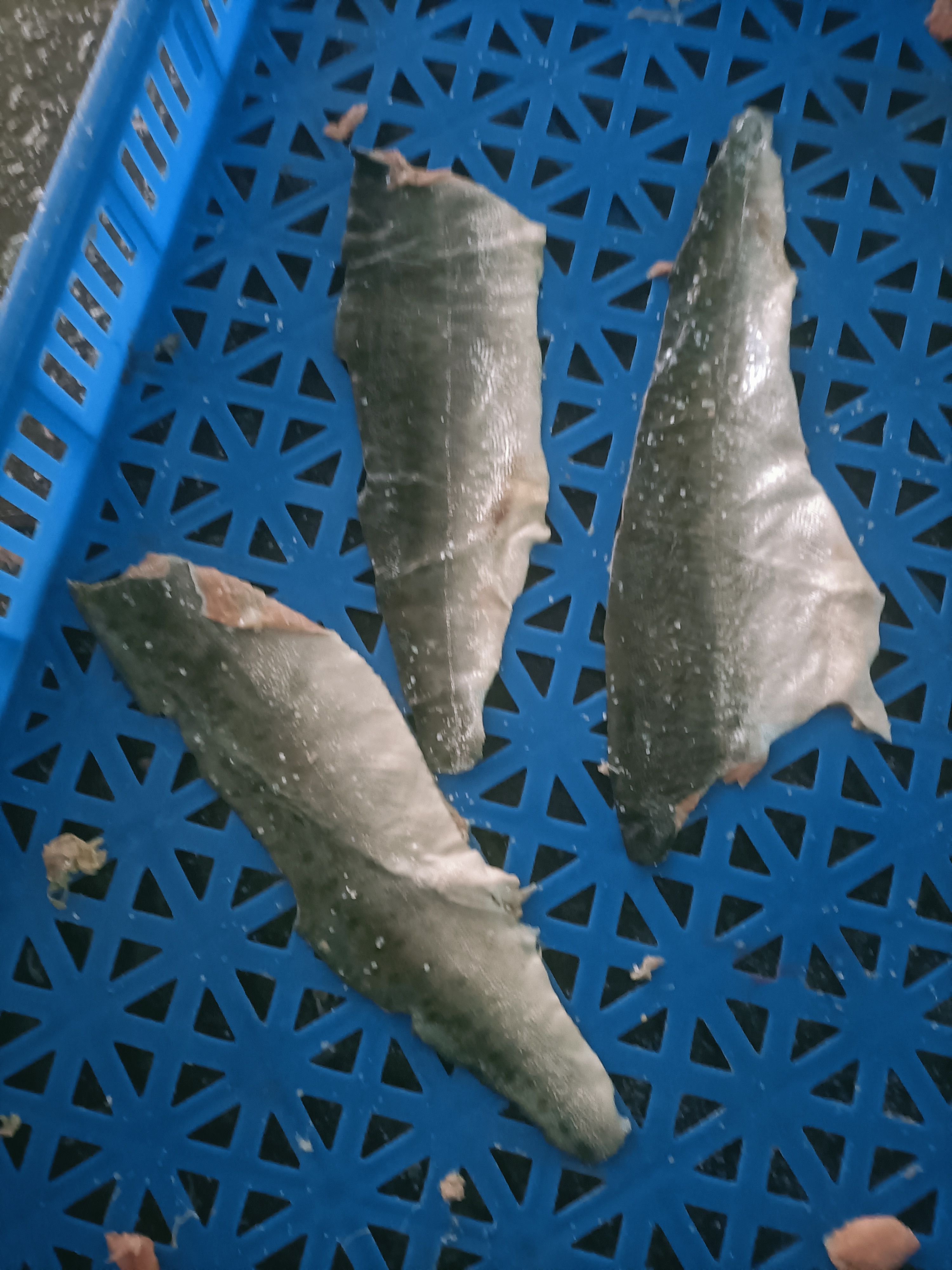 马哈鱼皮鱼尾三文鱼皮三文鱼尾