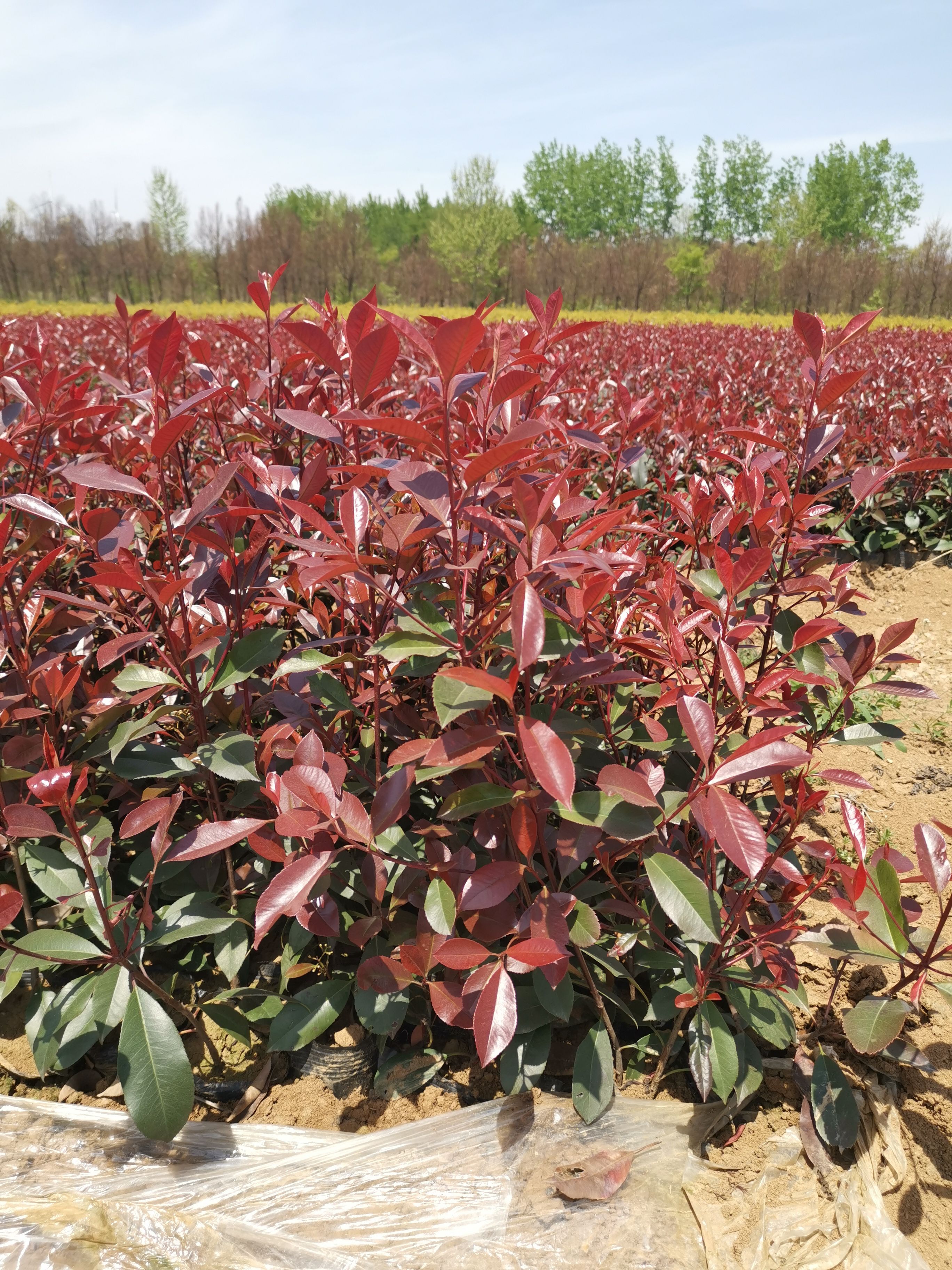 大量供应红叶石楠大杯苗