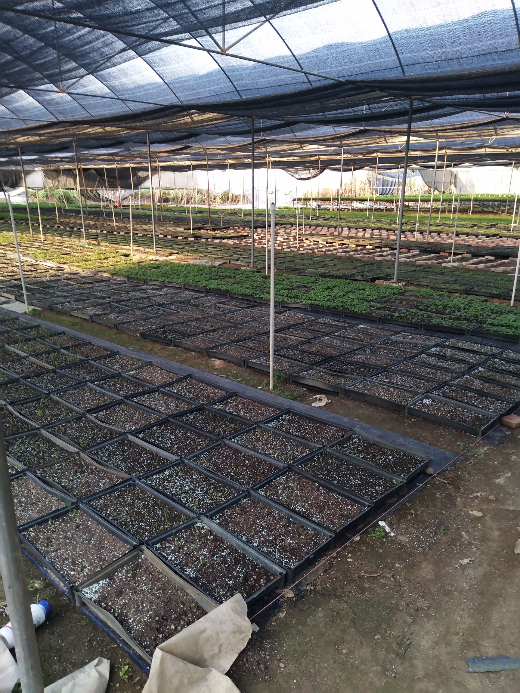 三角椰子苗  棕榈科四季常青园林绿化植物