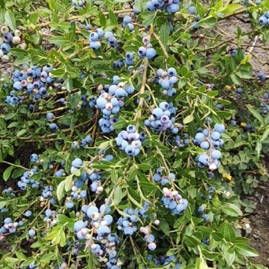 蛟河市美登蓝莓苗 美登蓝苺苗，可占地，可结果，有议联系我