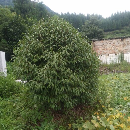 古蔺县 茶花树