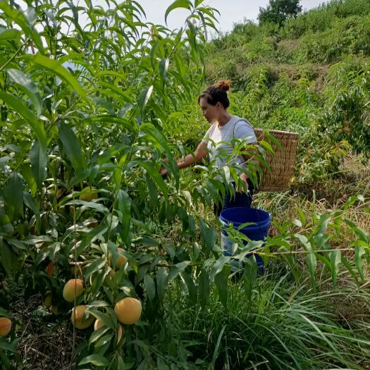 石阡县锦绣黄桃 5月20日水蜜桃开始批发，7月20号黄桃开始批发。