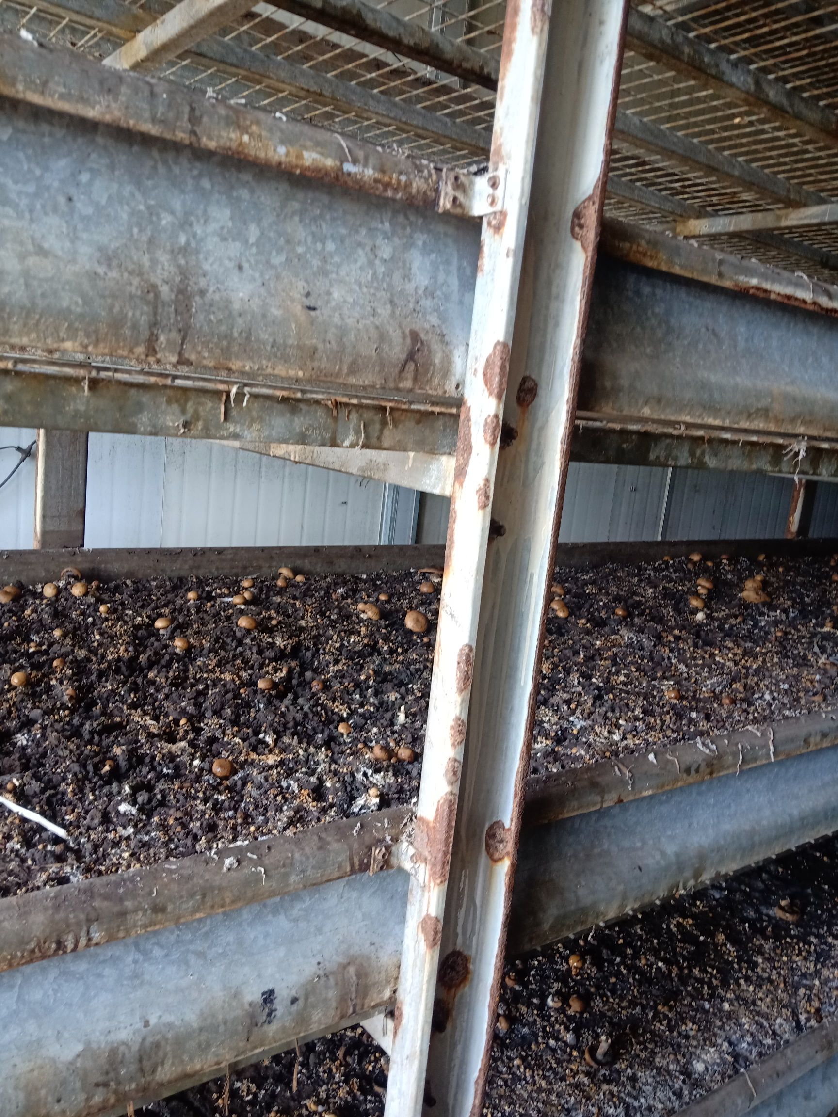 蘑菇渣，食用菌渣，双抱菇种植料