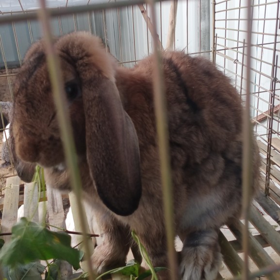  商品兔、肉兔、长期供应、欢迎收购商长期合作