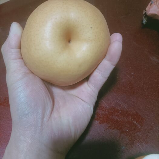利川市奉渝梨树苗  奉渝梨，个头大，晚熟，无农药残留物