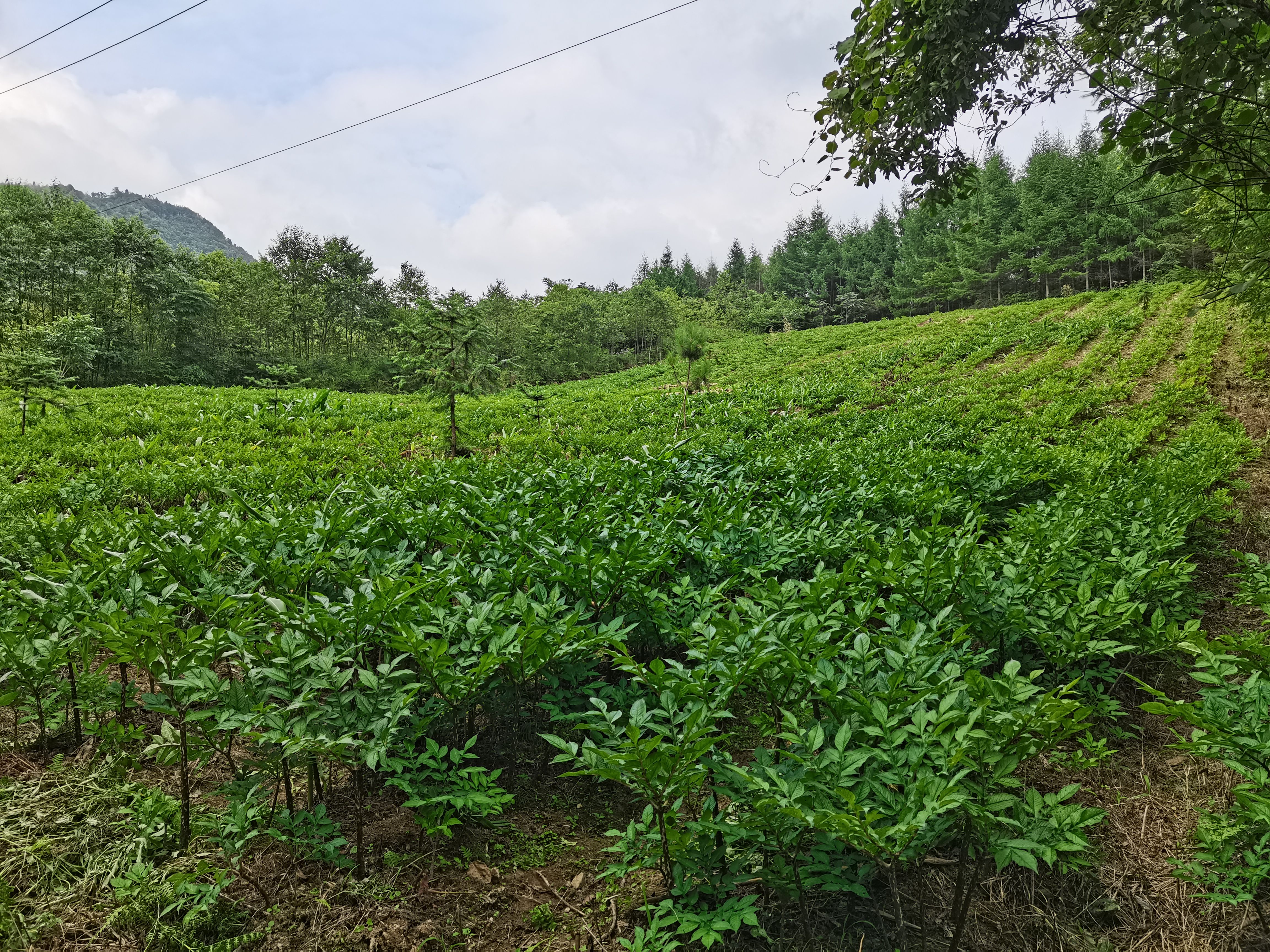 湖北恩施花魔芋高山育种基地