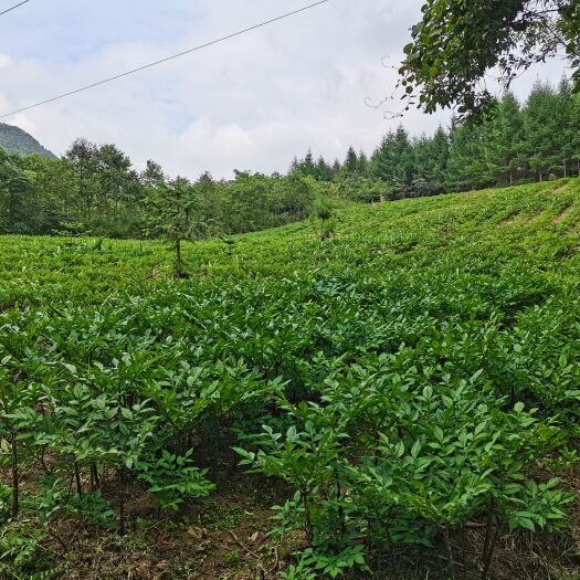 湖北恩施花魔芋高山育种基地