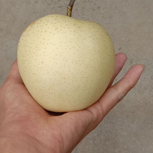 砀山县皇冠梨，梨大，水分足，净果6两~8两