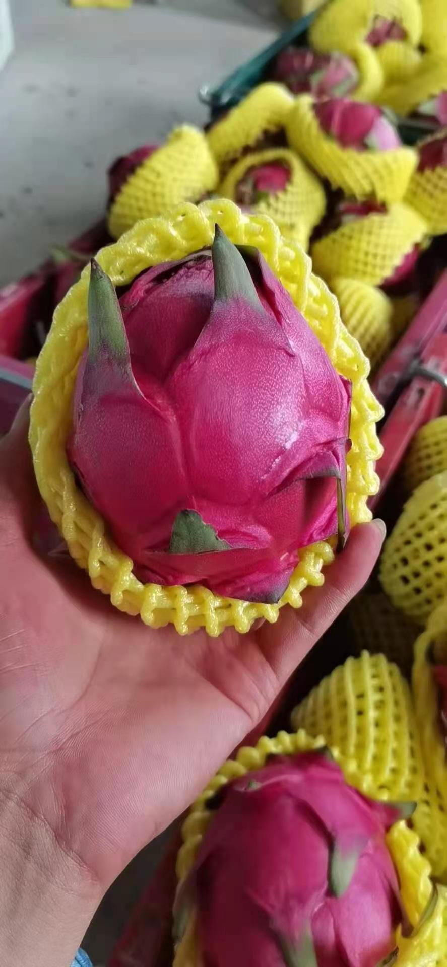 金都一号火龙果  红心❤️火龙果