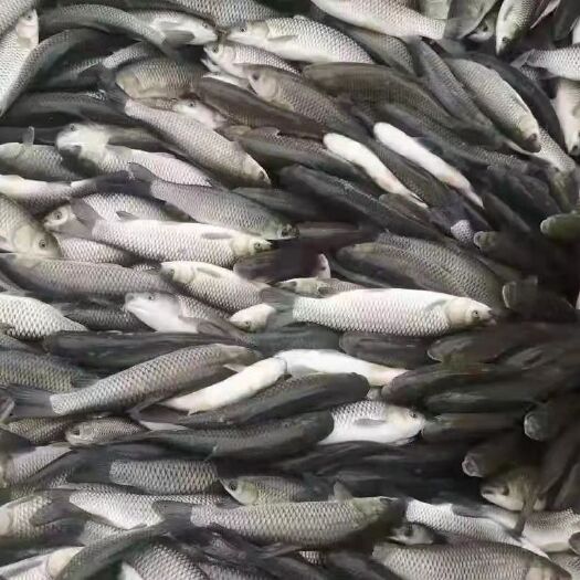 北京草鱼苗批发
