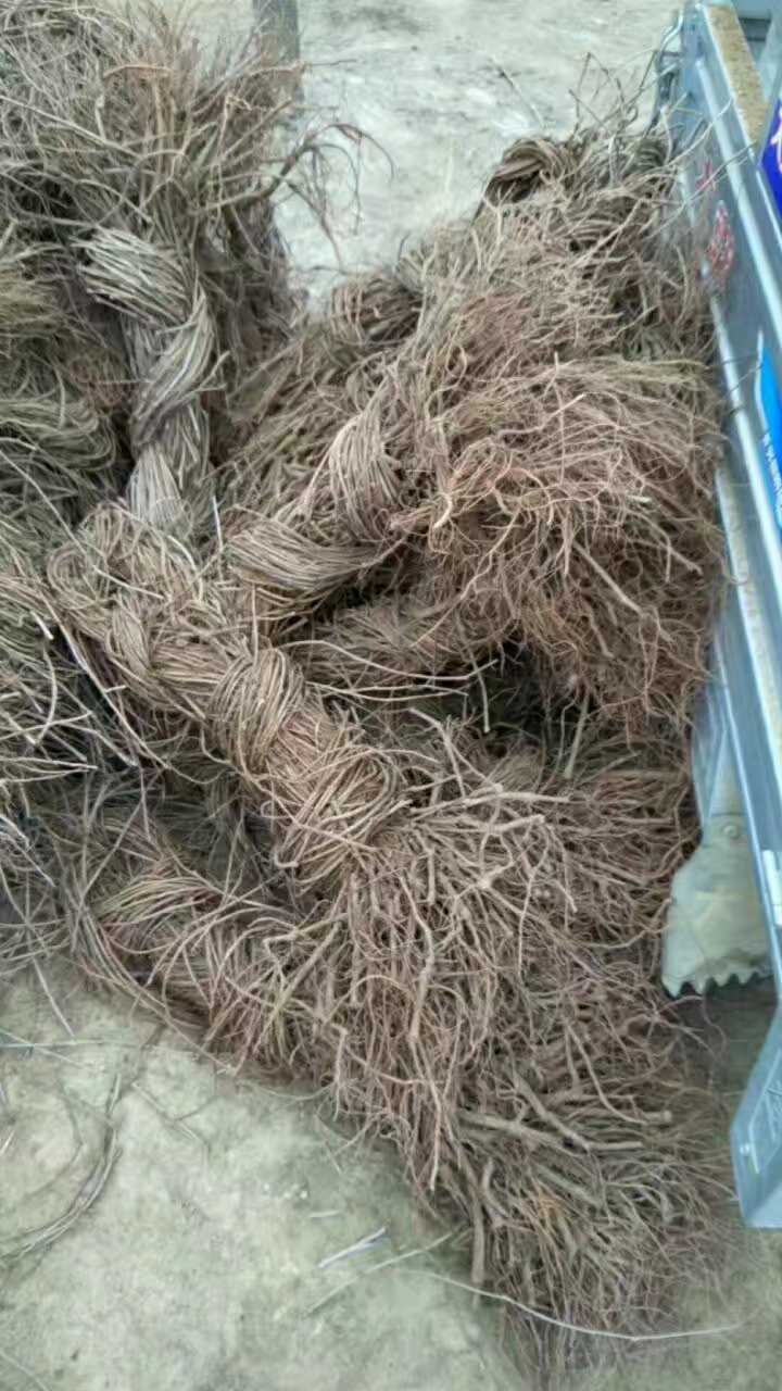 爬山虎苗 爬山虎 五叶地锦 五叶地锦苗 爬山虎裸根苗 杯苗