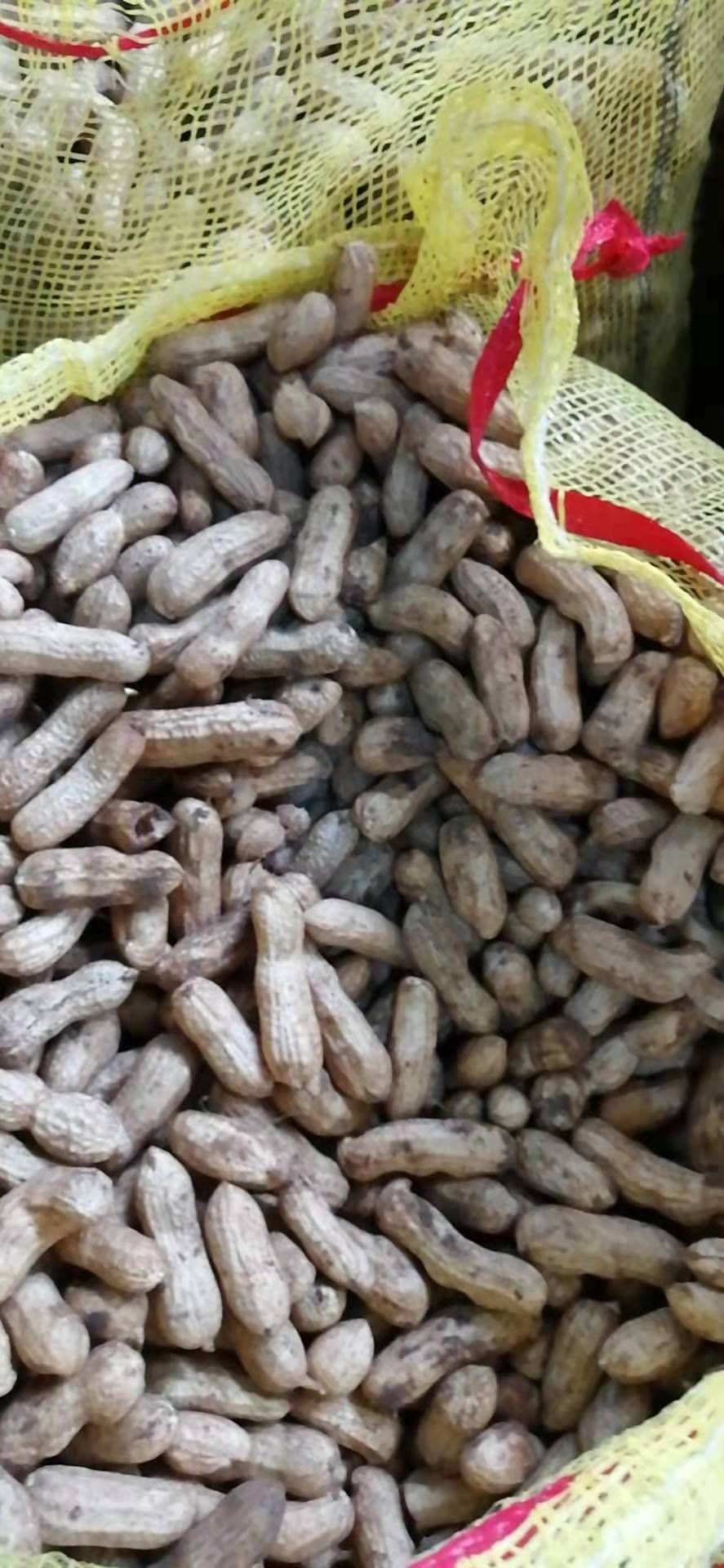 四粒红湿花生现挖现发5斤装精选颗粒饱满电商总批发四粒红湿花生