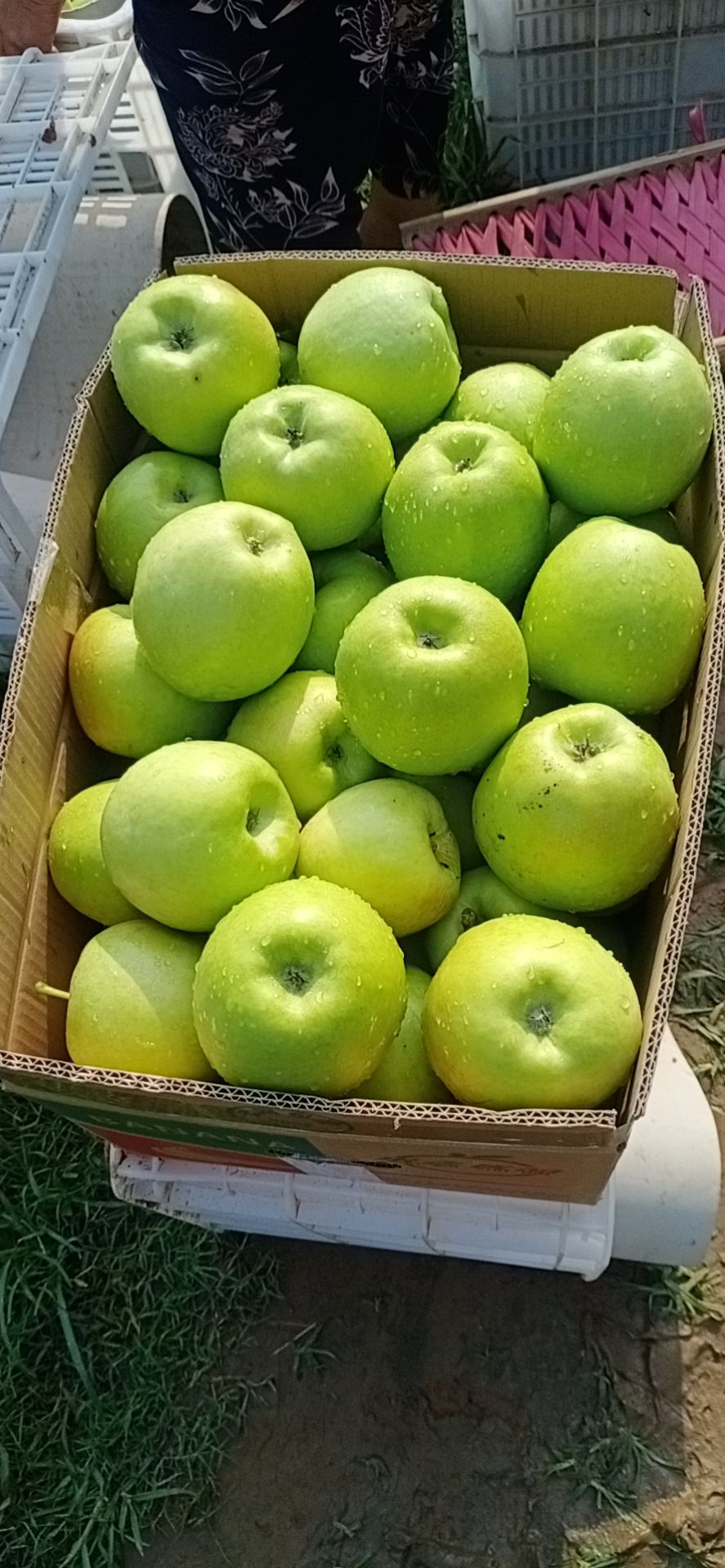  山东早熟华硕苹果 青果白果