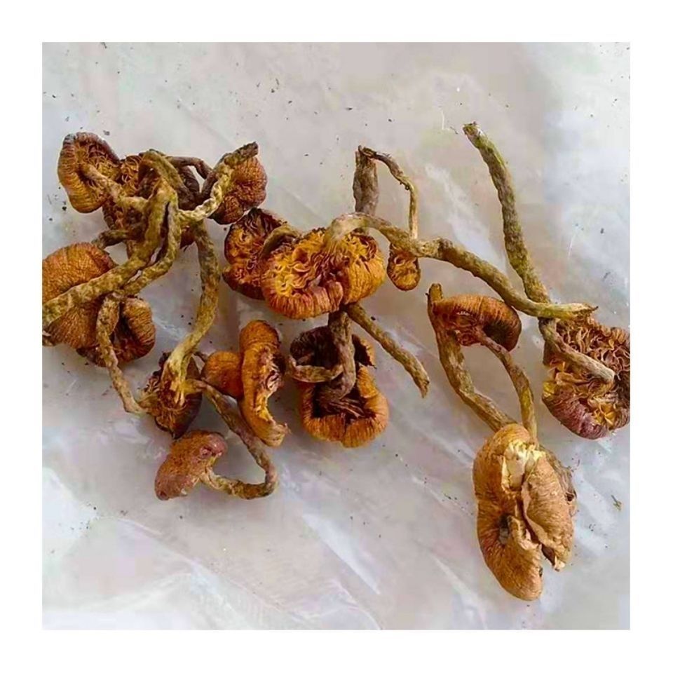 野生青杠菌树秋菌老鹰菌鸡丝菌青冈菌产野生茶树菇蘑菇榛蘑剪根