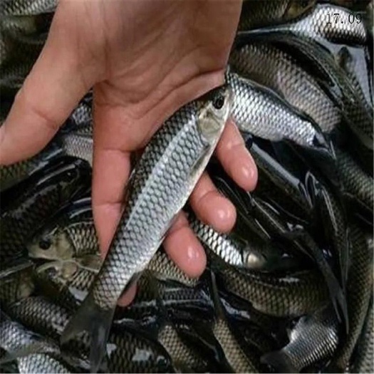 南宁经本苗场培育的青鱼苗品种优良，抗病能力强成活率高，生长速度