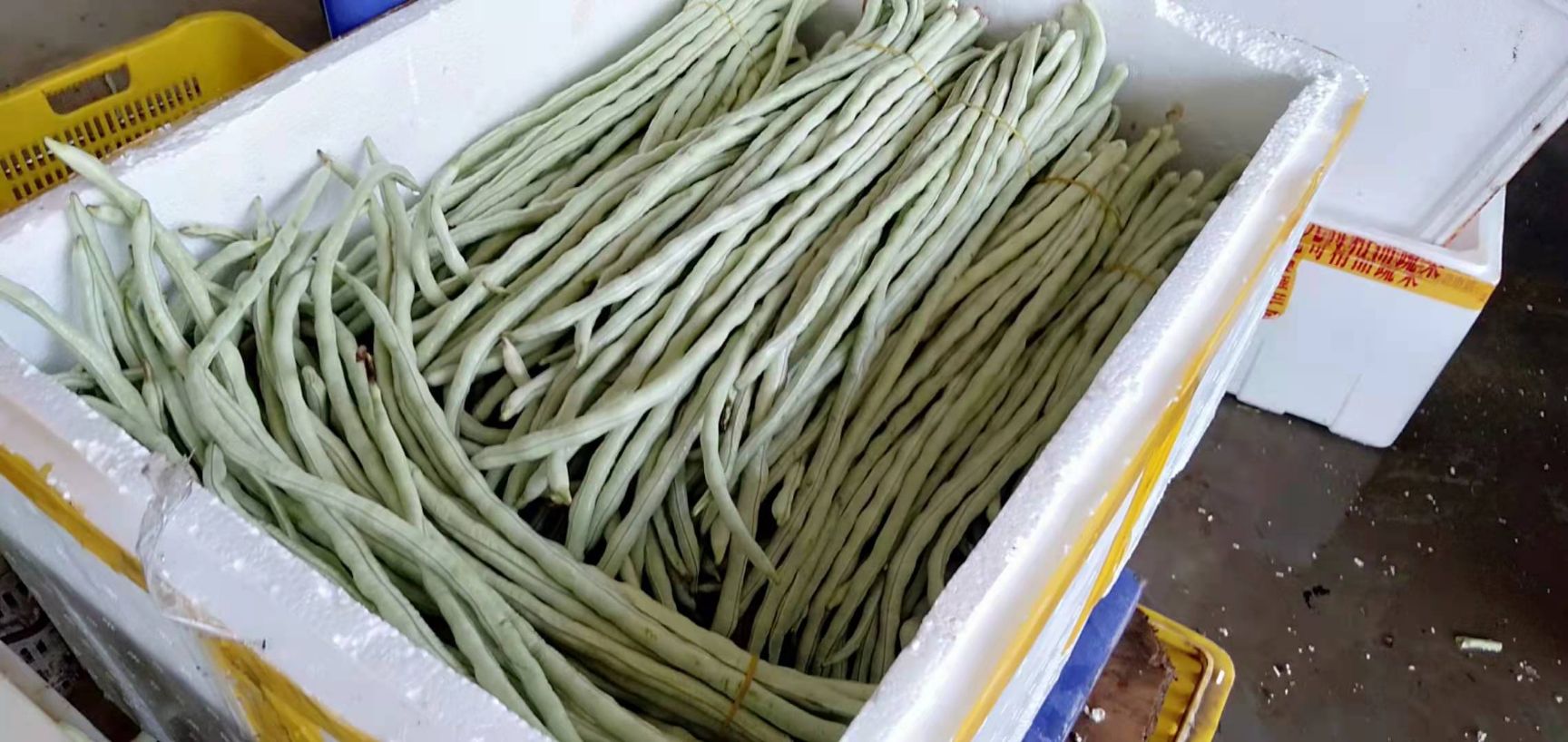 白条豆角  横县豆角大量上市。欢迎各位老板前来采购。