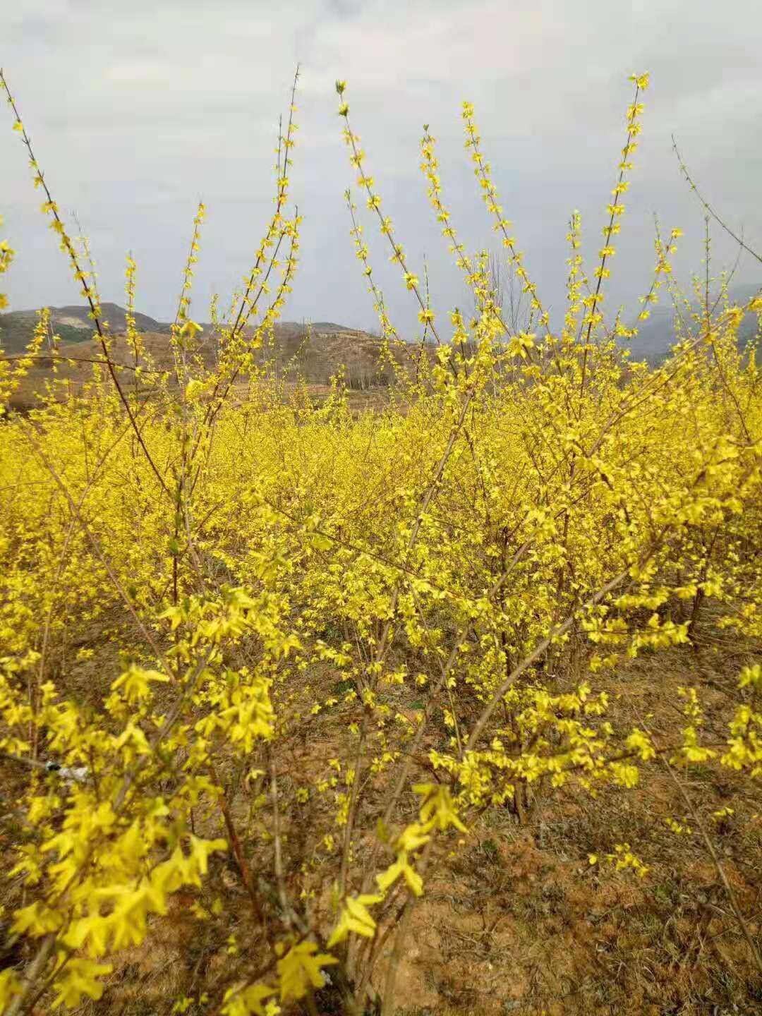 连翘苗  高产，全国保湿包邮。一次合作终身朋友