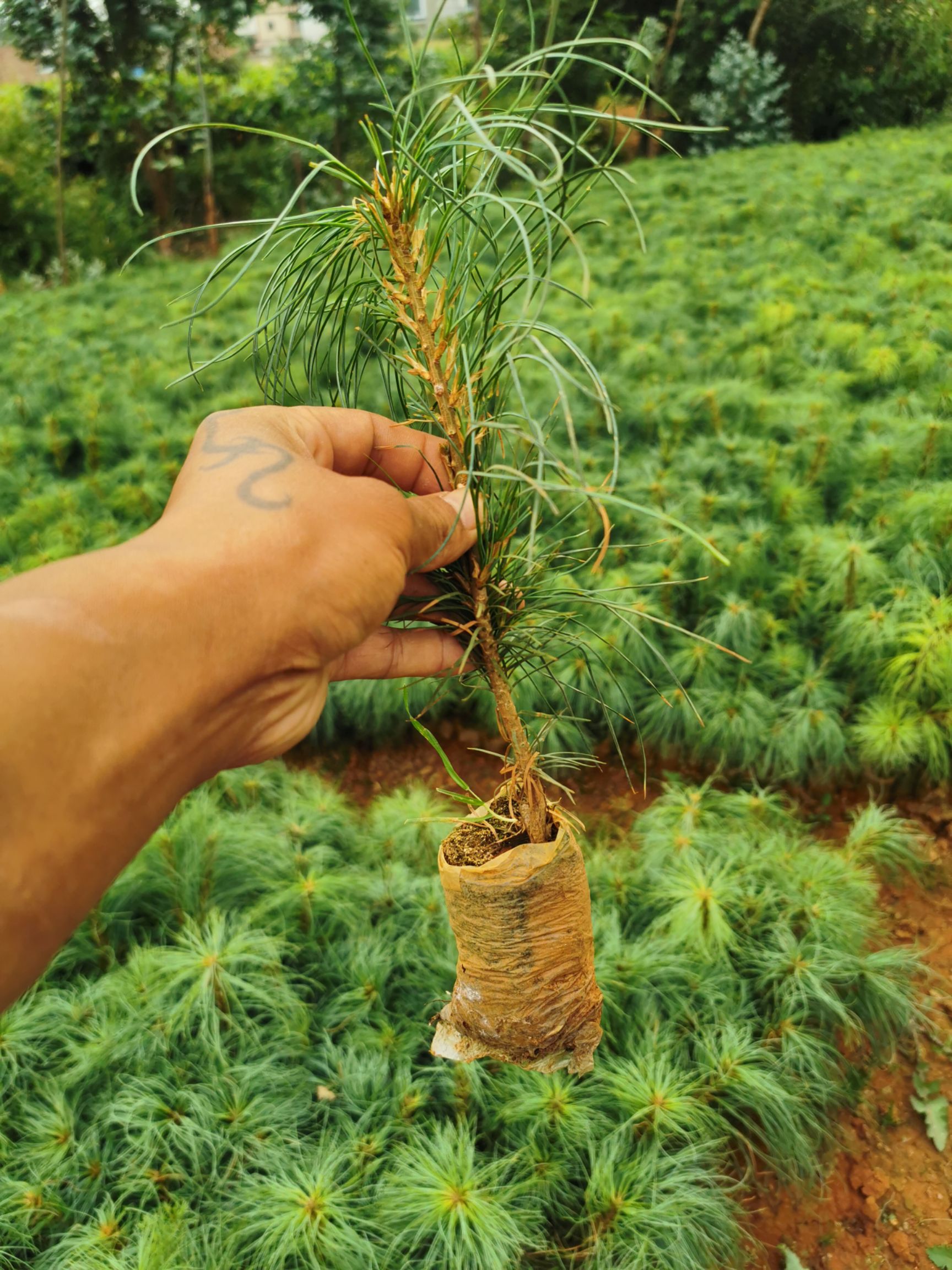 华山松苗荒山育林苗云南华山松苗批发华山松苗供应优质苗木