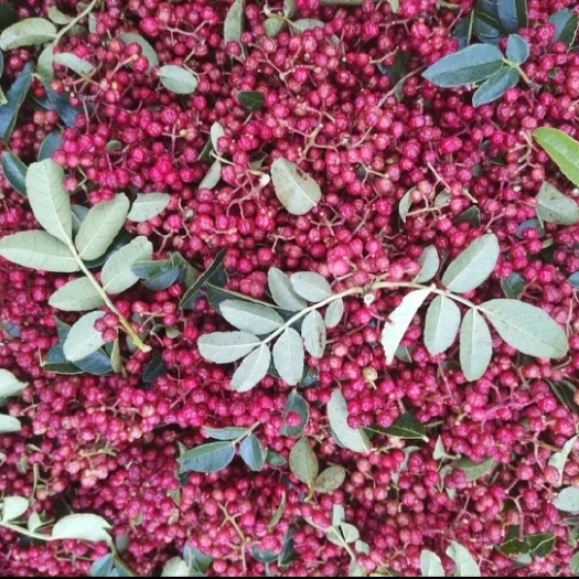 天水 花椒