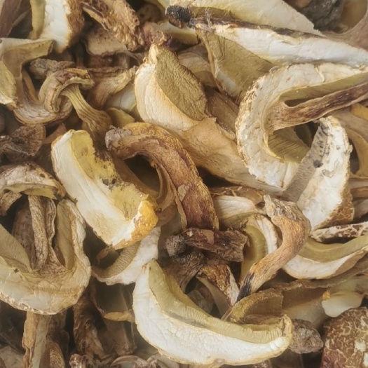 昆明红葱菌 黄籁头