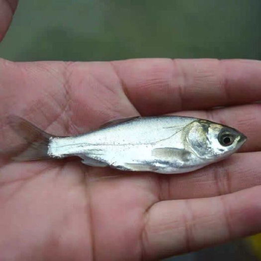 南宁经本苗场培育的白鲢鱼苗品种优良，抗病能力强成活率高生长速度快