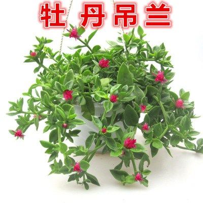 牡丹吊兰  心叶日中花穿心莲盆栽或裸根
