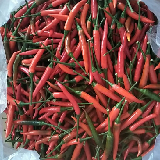 广南县艳红辣椒