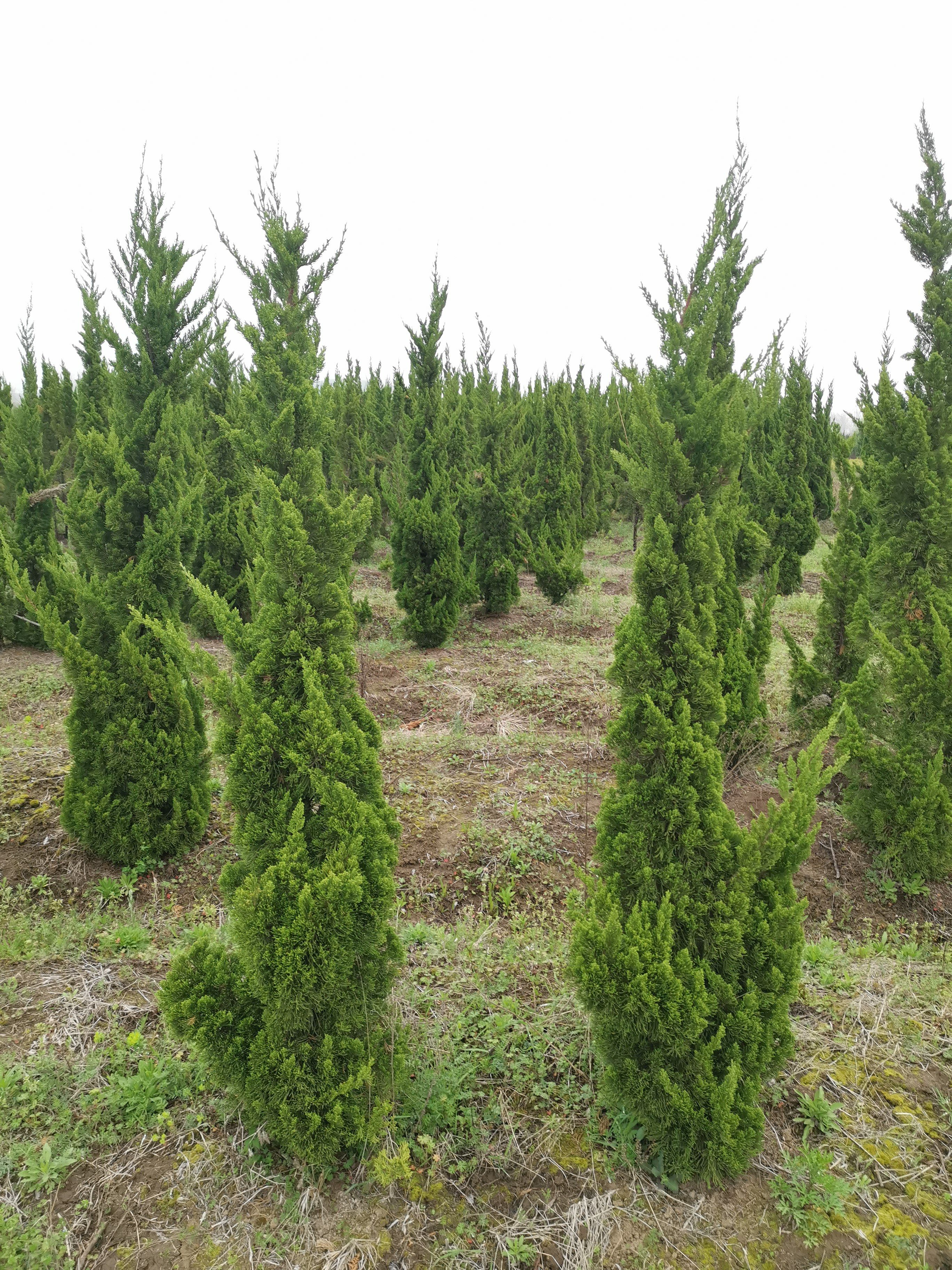 大龙柏 1.5~2米 4公分以下 1米以下 4~6公分 1米以下 带土球发发货 A-精品