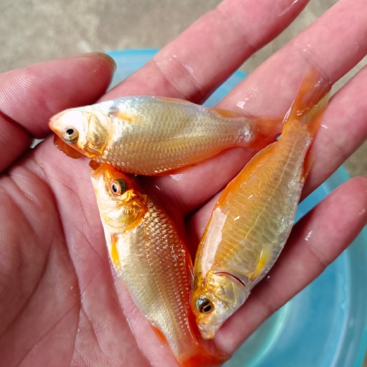 南宁兴国红鲤鱼苗 红鲤鱼苗 鲤鱼苗，诚信经营.一手货源