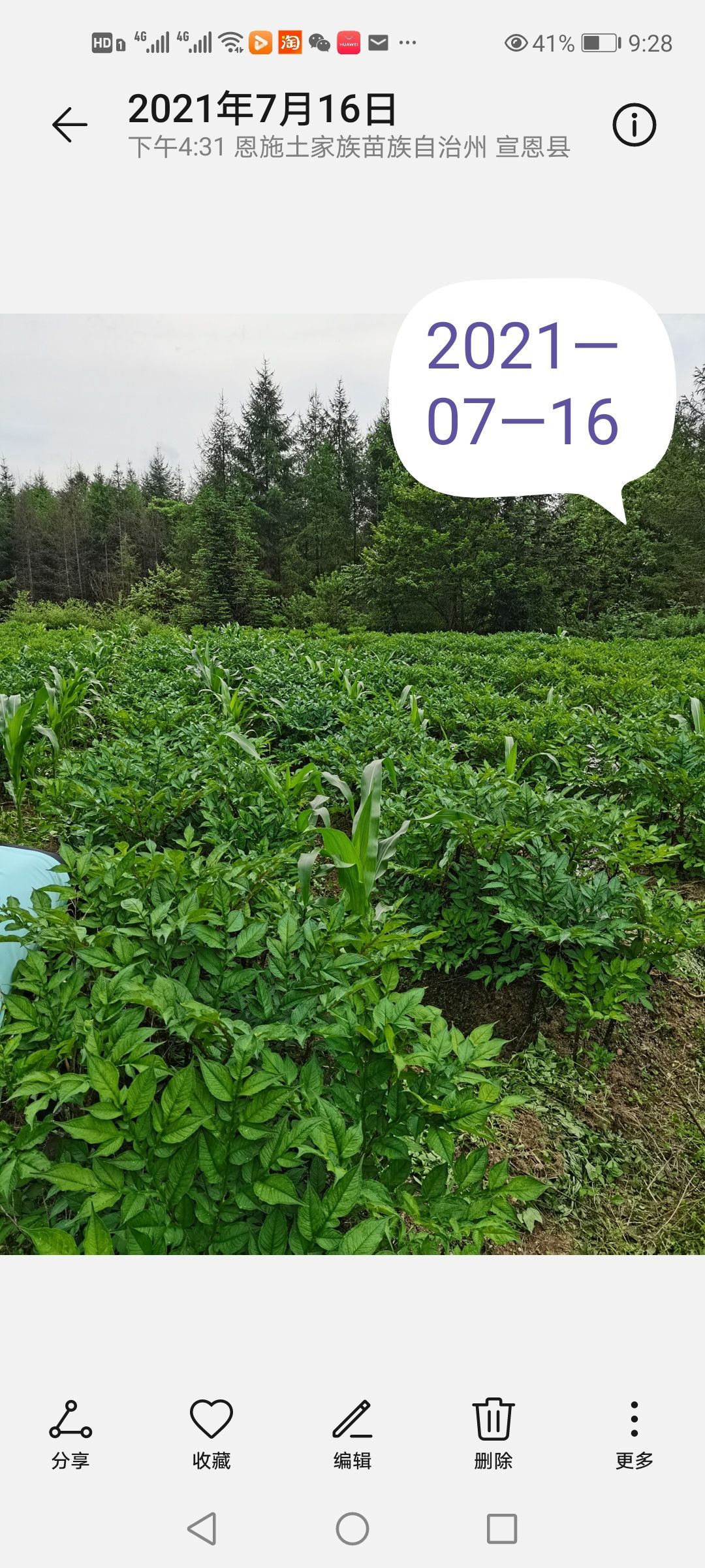 湖北恩施花魔芋高山育种基地