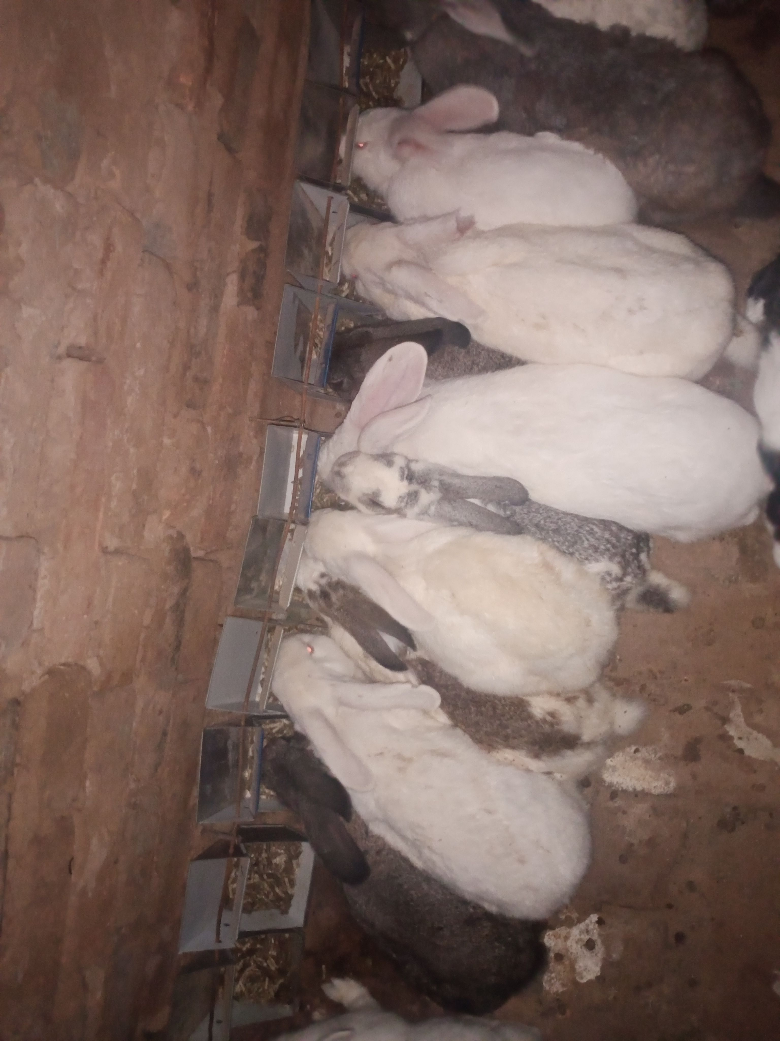 兔饲料  兔粮、兔料、颗粒饲料