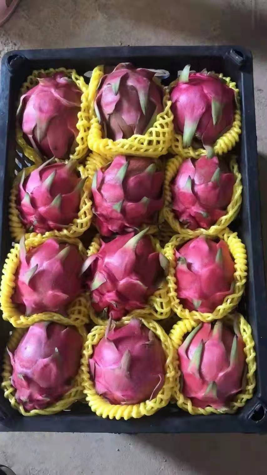金都一号火龙果  红心❤️火龙果