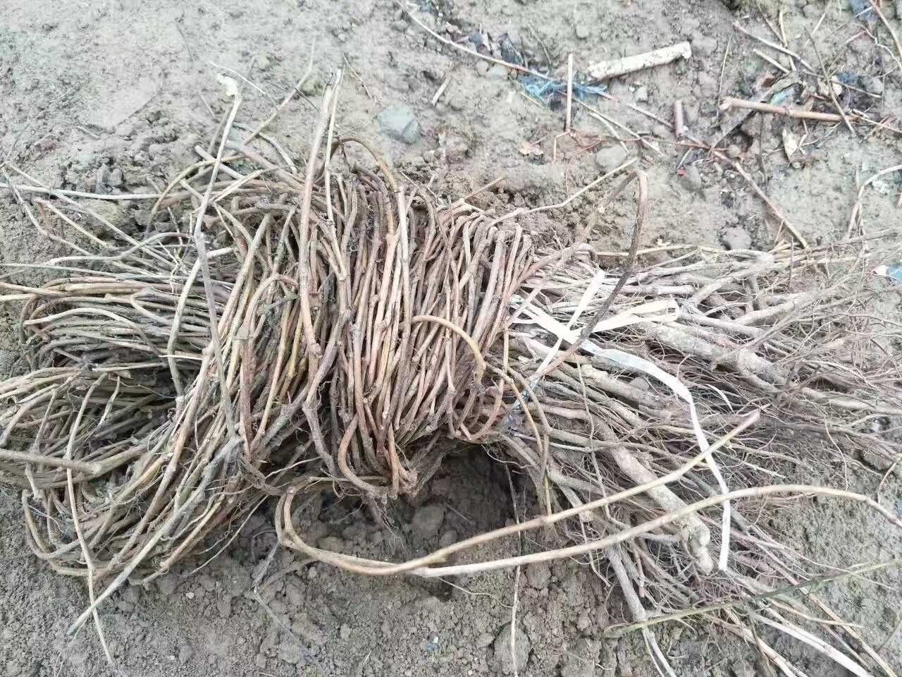 爬山虎苗 爬山虎 五叶地锦 五叶地锦苗 爬山虎裸根苗 杯苗