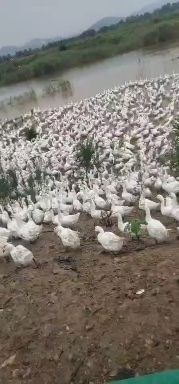 含山县白鹅 基地直供，长年供应鸡鸭鹅，有需求的老板联系