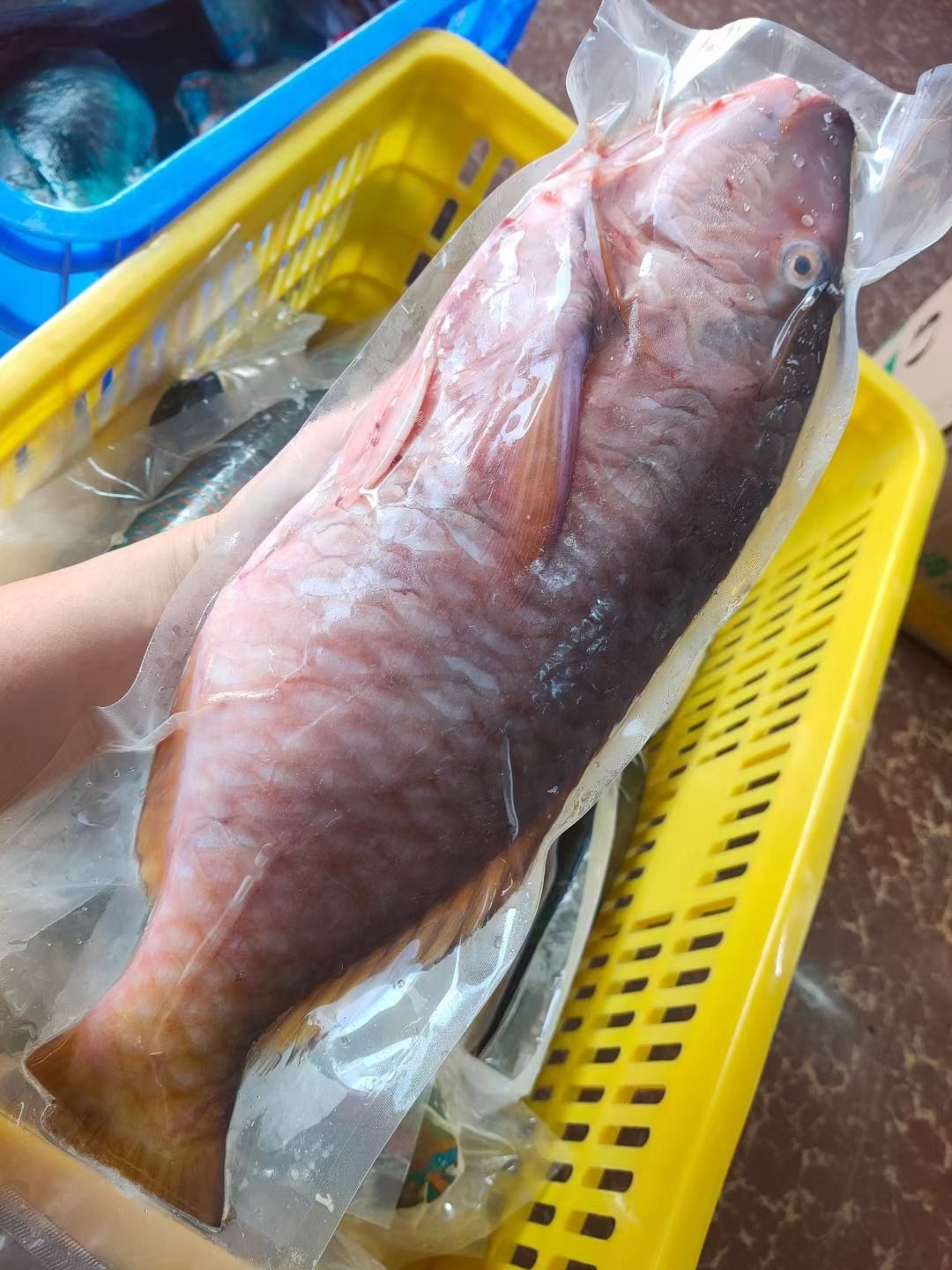 青衣鱼  南海海鲜船上放血速冻