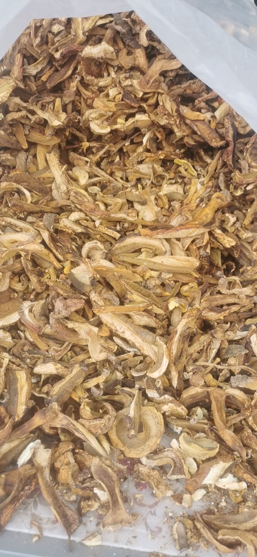 红葱菌 黄籁头