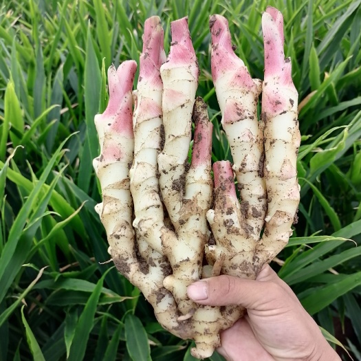 小黄姜  山东红牙鲜姜，现在上市，质量优质，价格低山东，坏烂