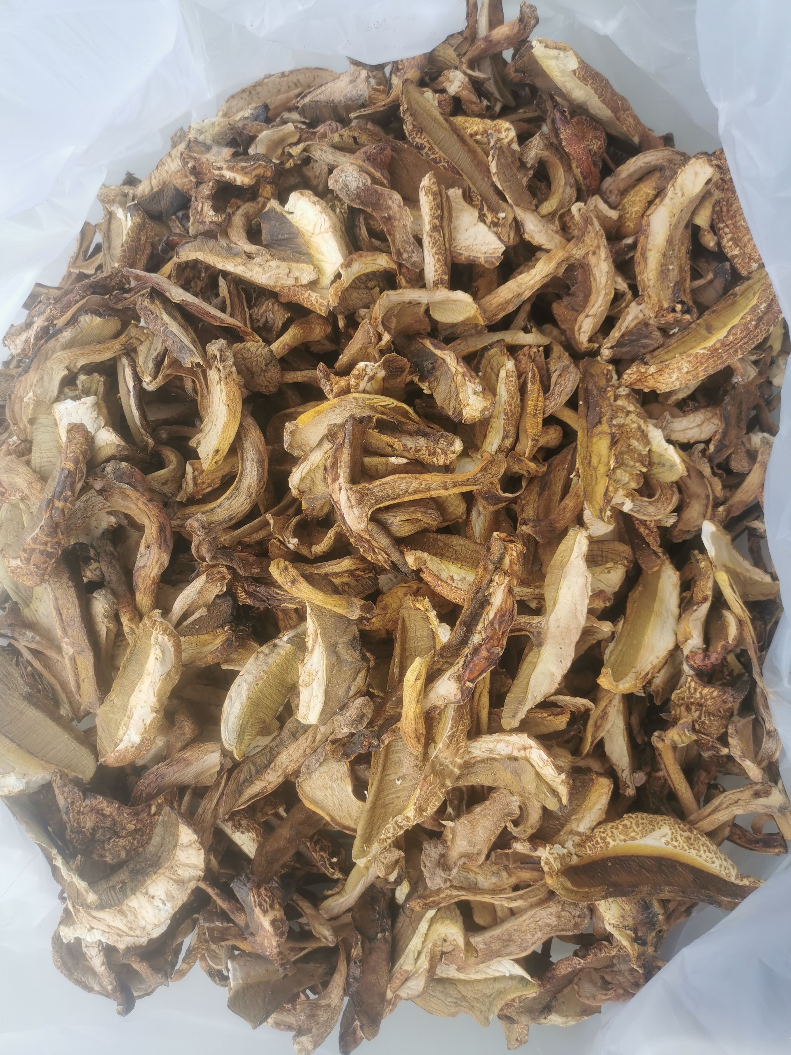 红葱菌 黄籁头